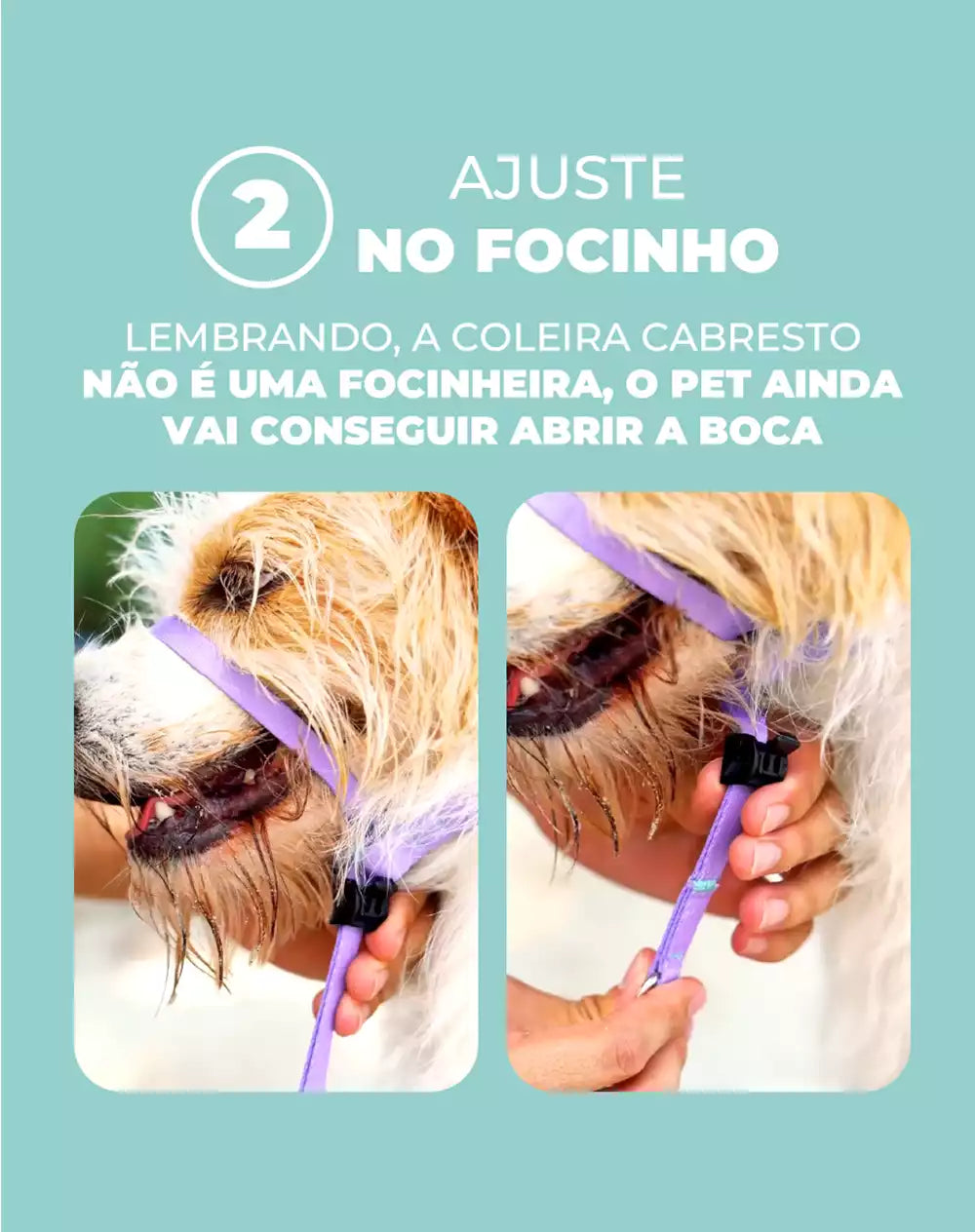 Coleira Cabresto Black