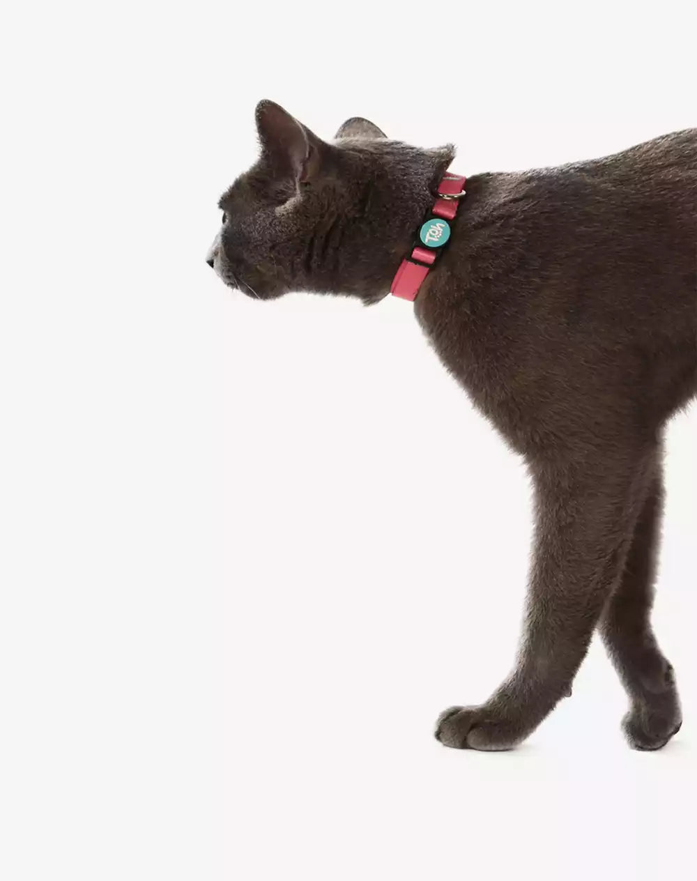 Coleira de Gato Fiji