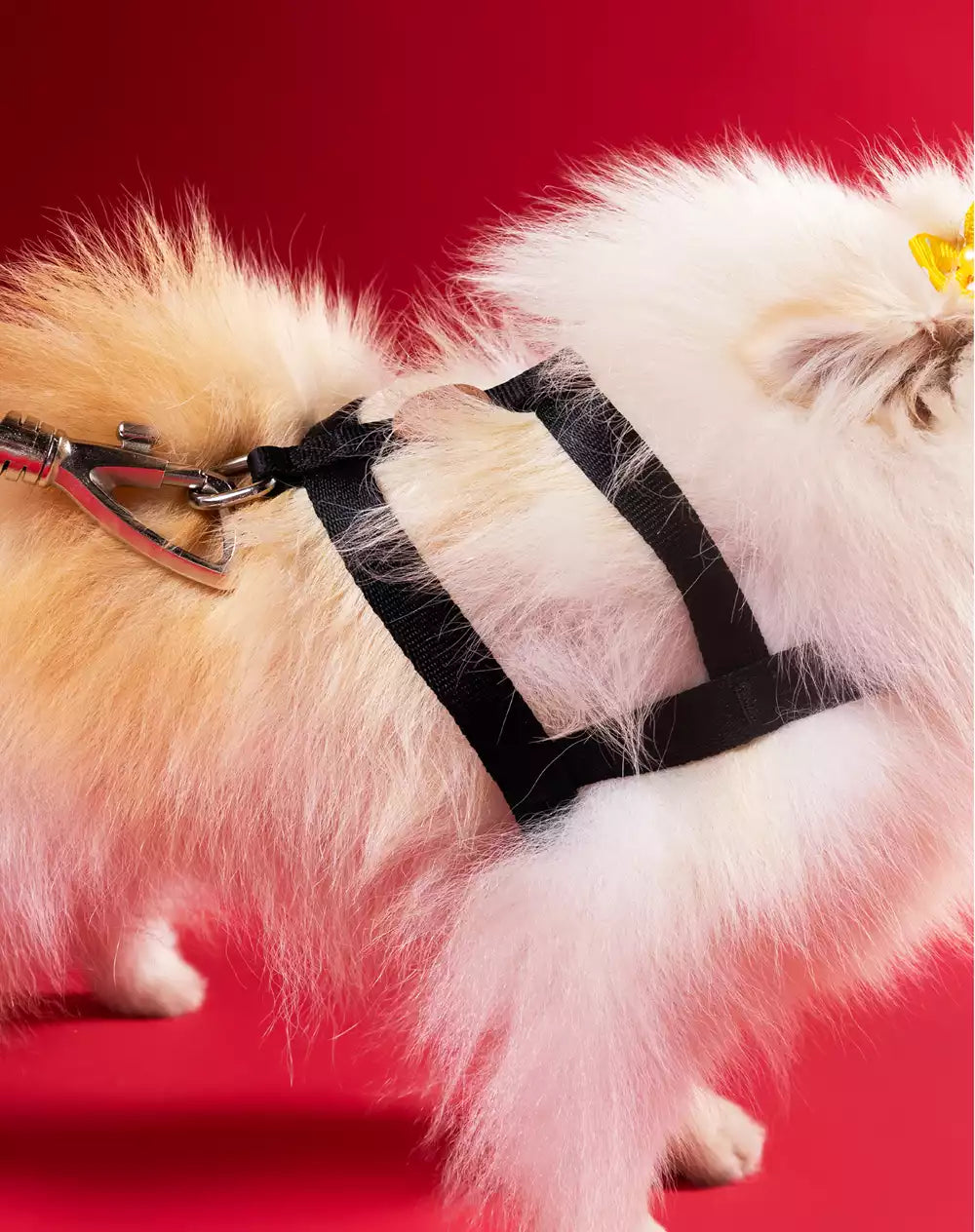 Conjunto Peitoral Tradicional e Guia Black