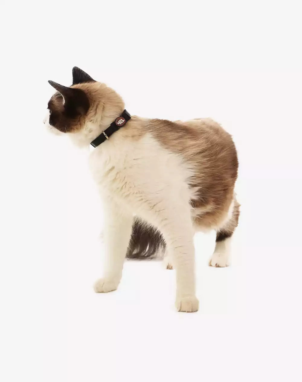 Coleira de Gato Black