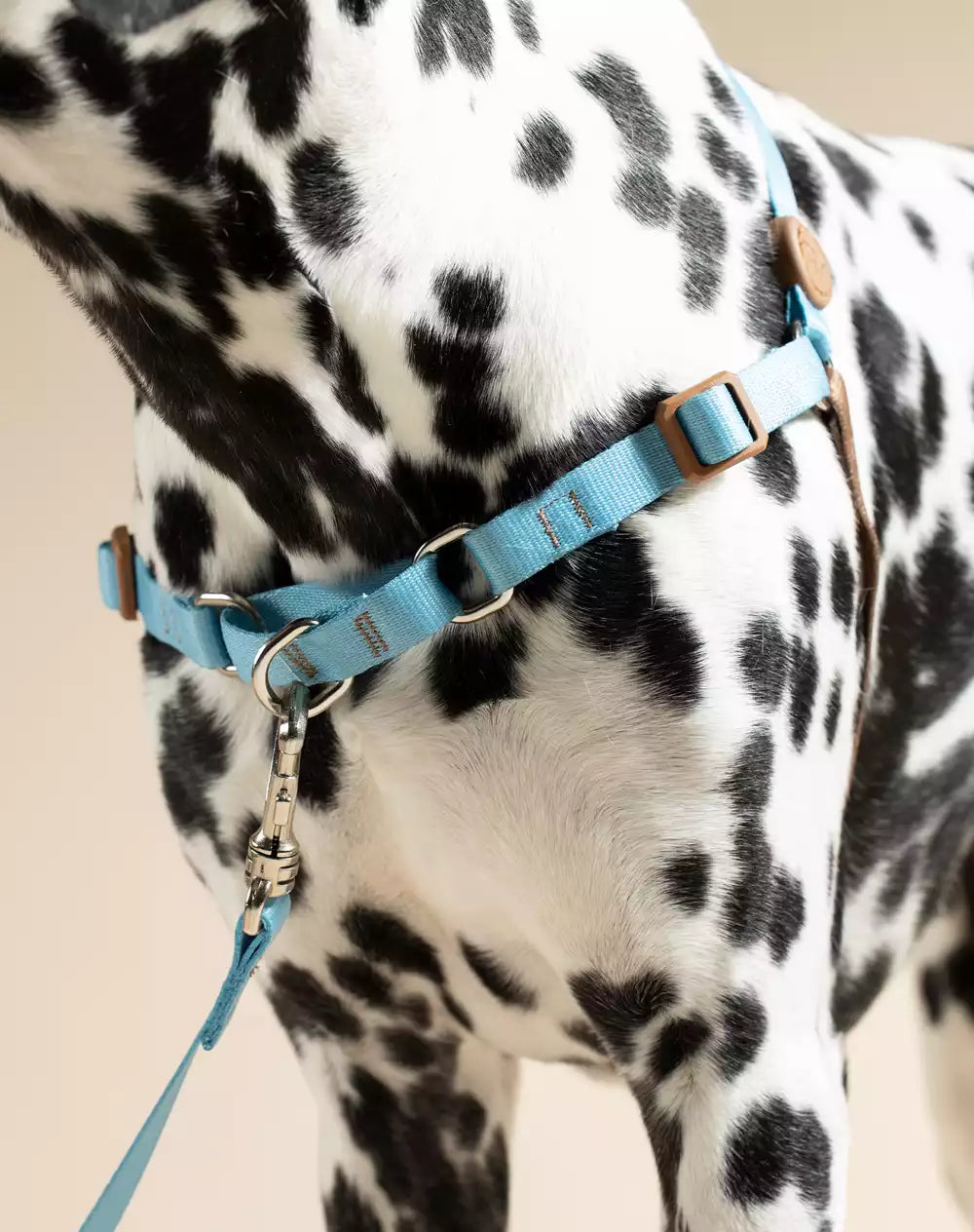 Conjunto Peitoral Antipuxão e Guia Azul