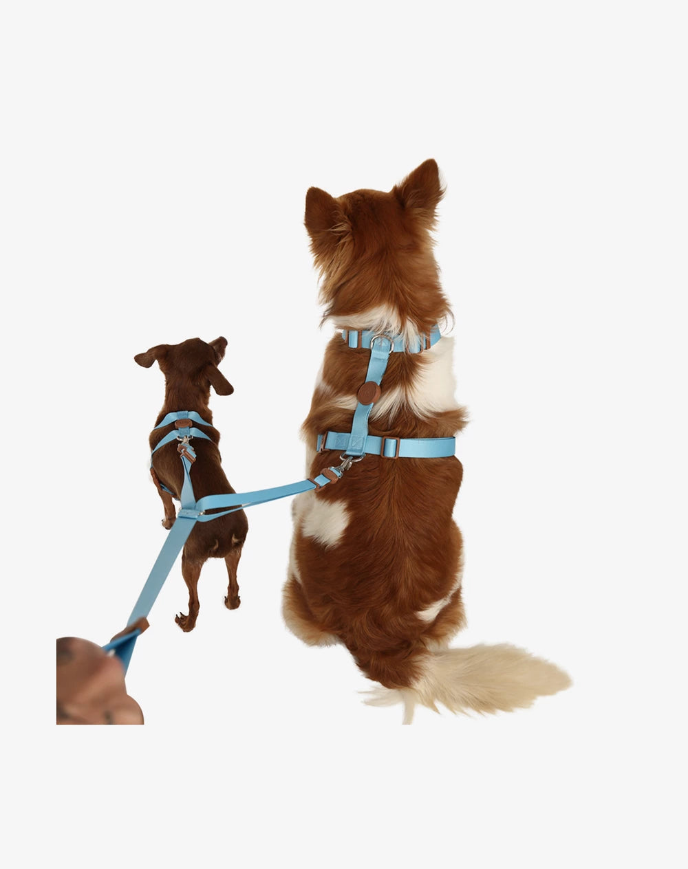Guia Dupla Azul