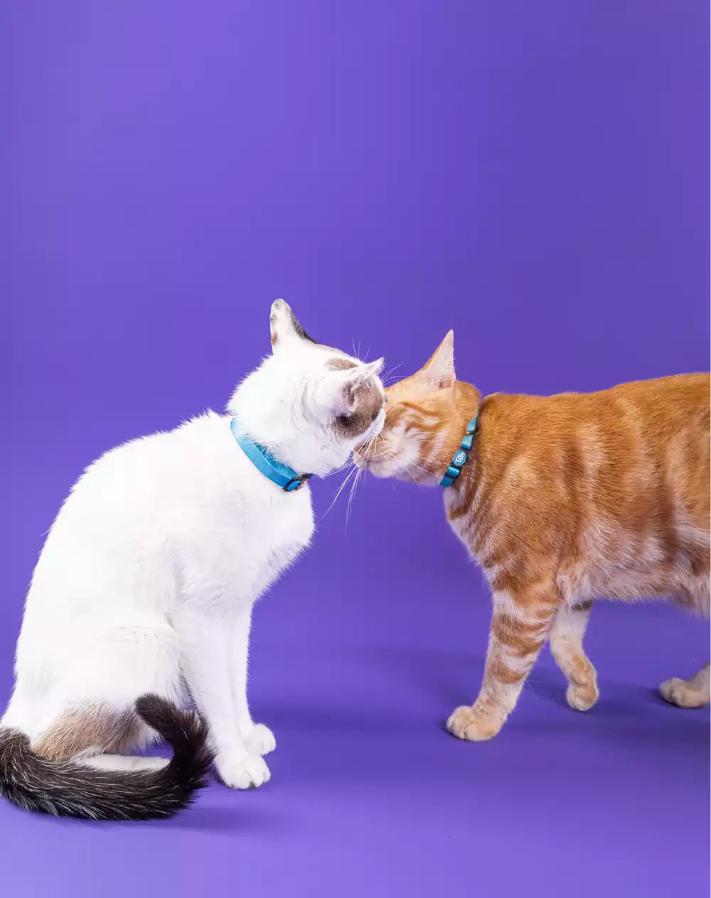 Coleira de Gato Maresia