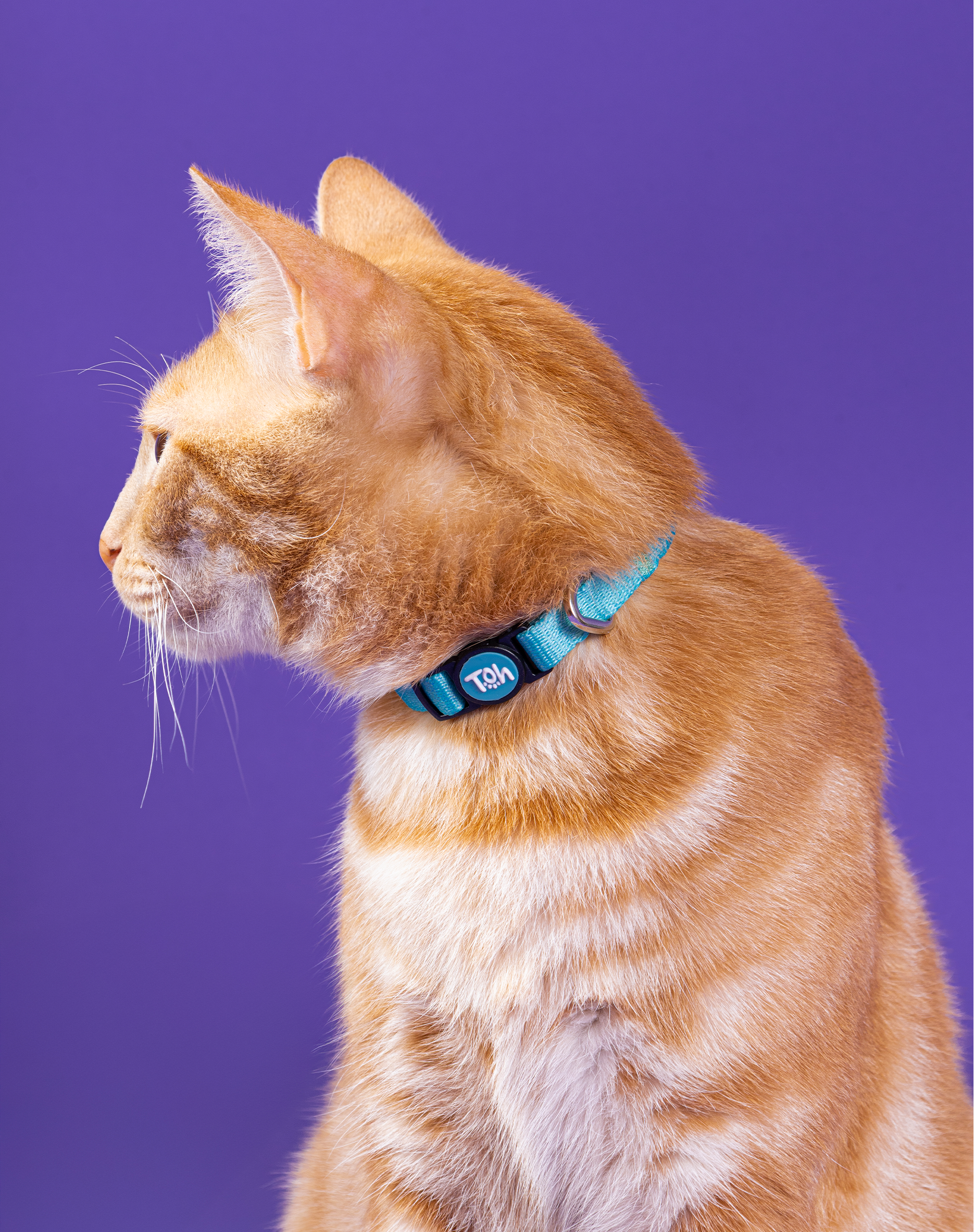 Coleira de Gato Azul