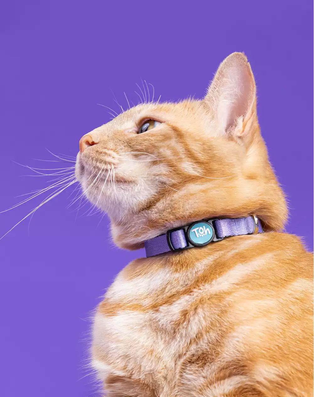 Coleira de Gato Lilás