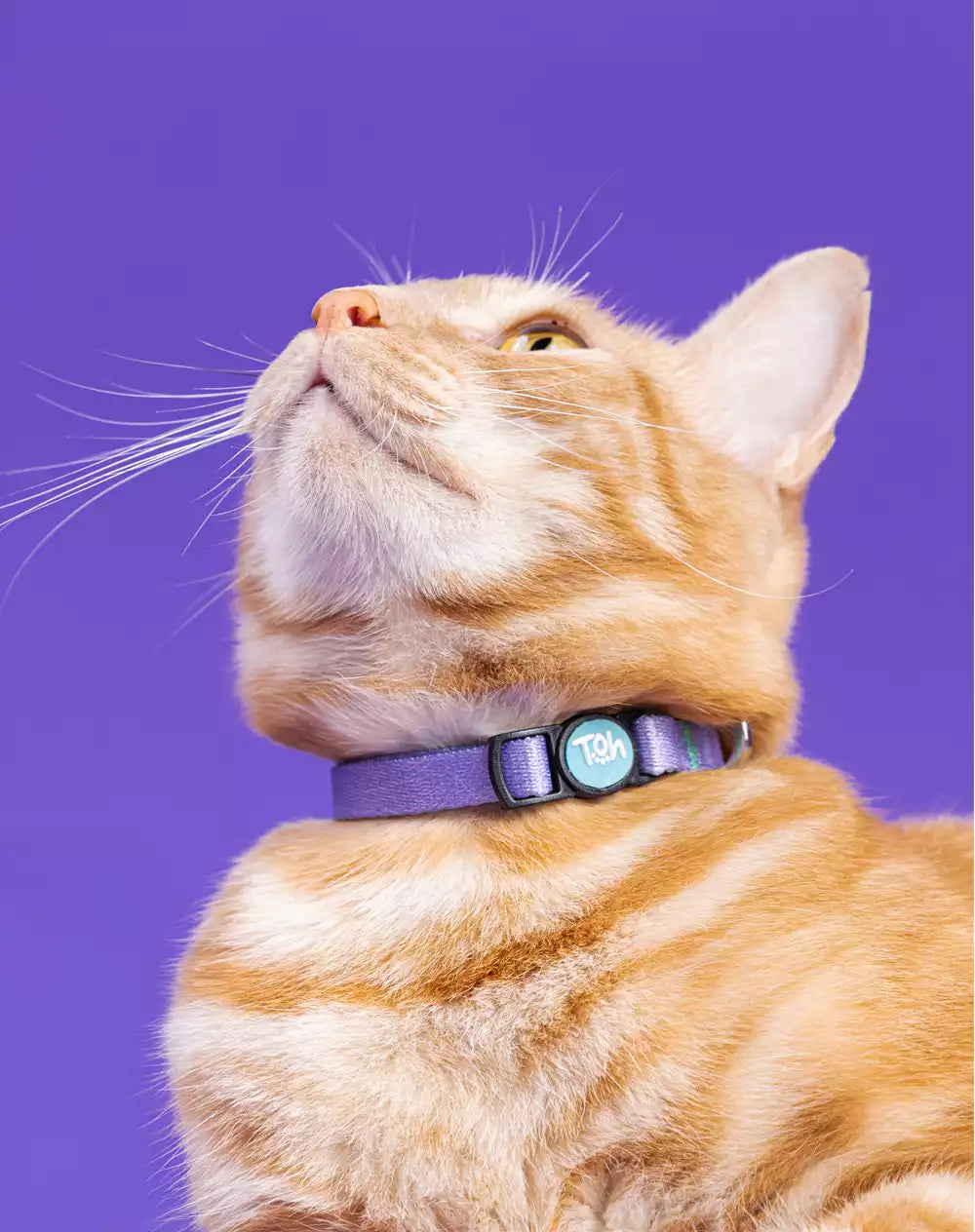 Coleira de Gato Lilás