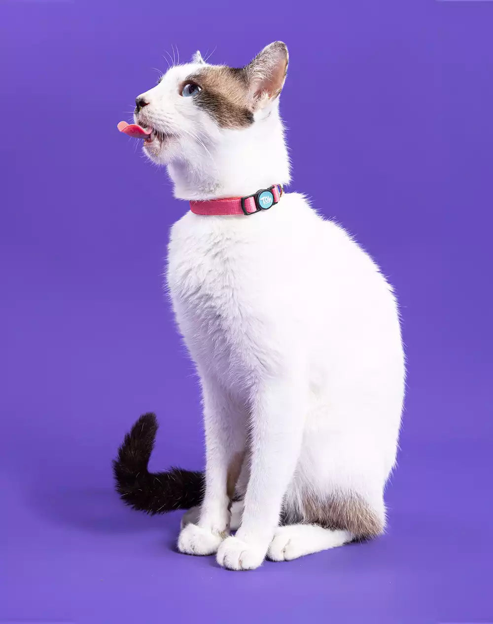 Coleira de Gato Fiji