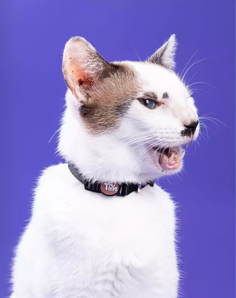 Coleira de Gato Black