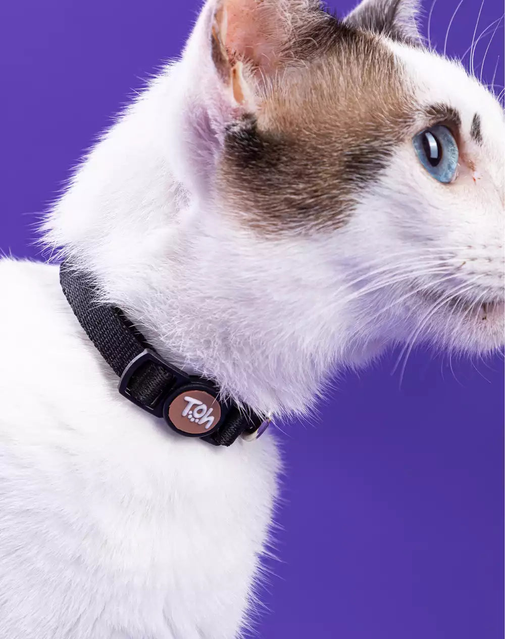 Coleira de Gato Black
