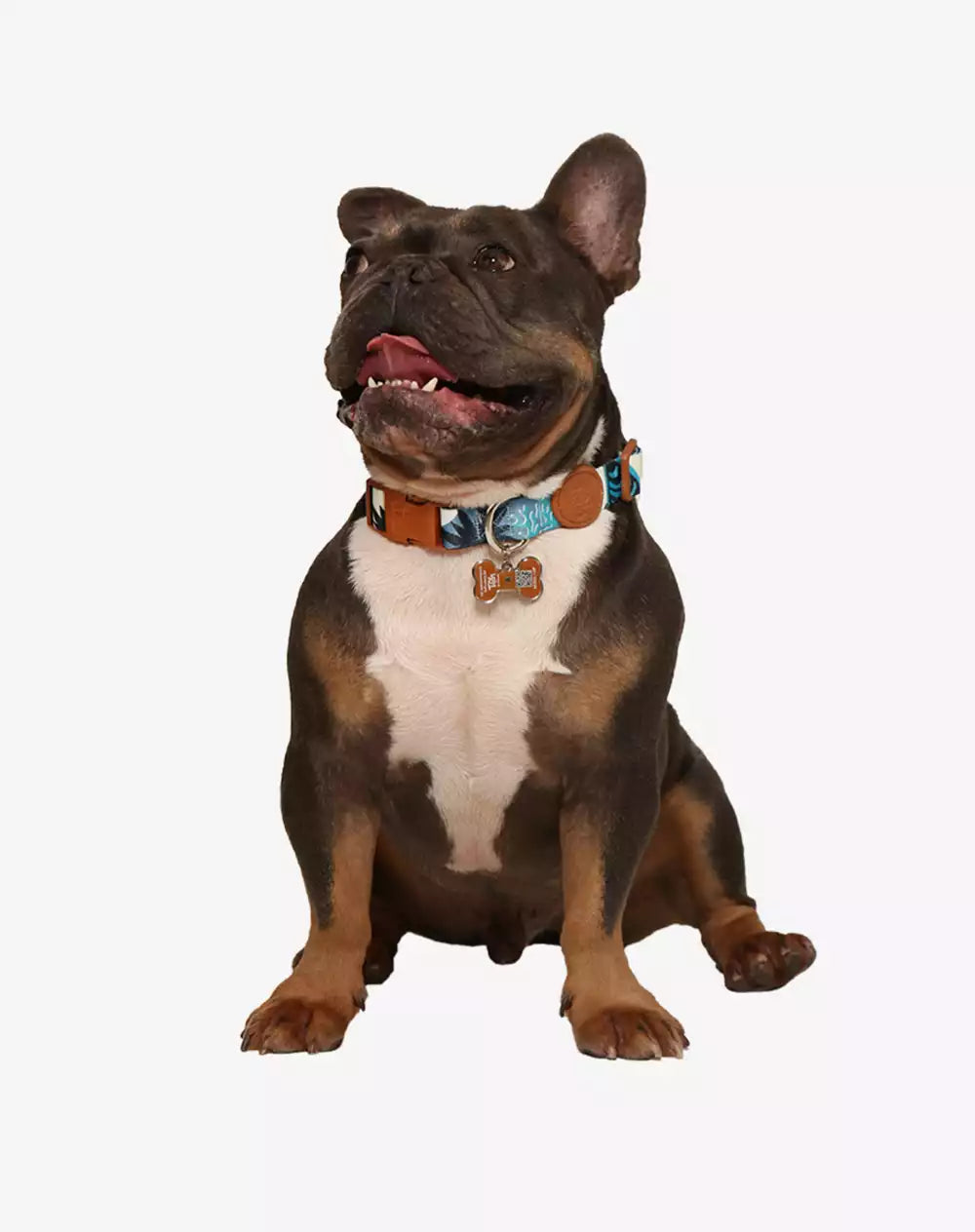 Coleira Tag ID QR Code Noronha