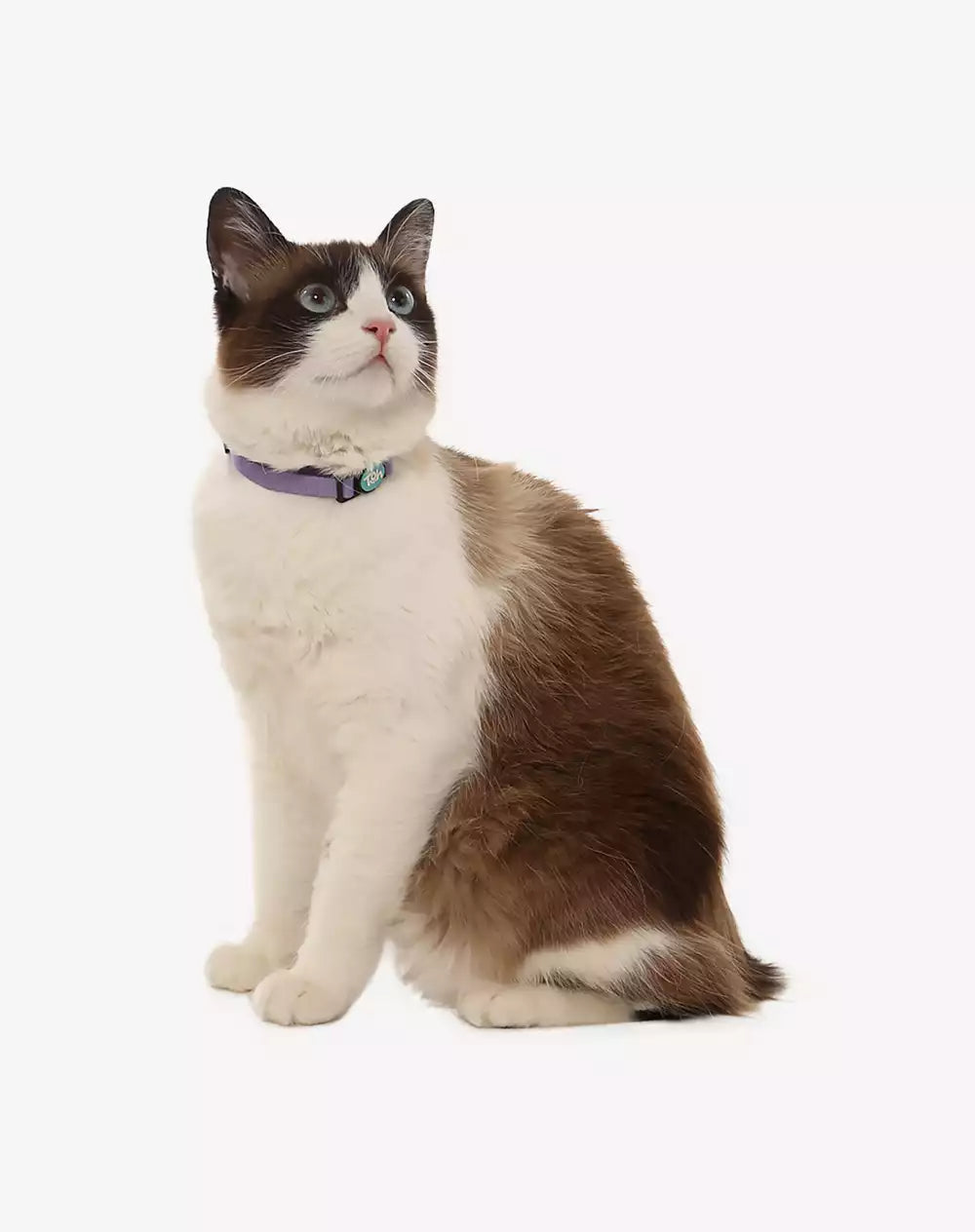 Coleira de Gato Lilás