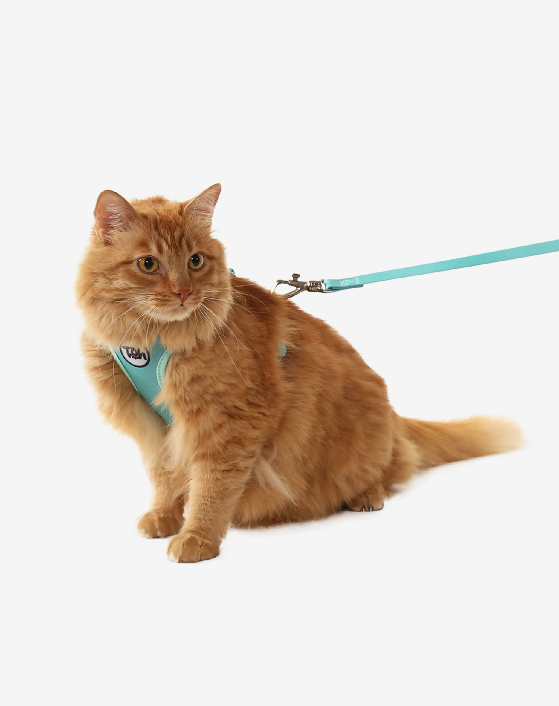 Conjunto Peitoral Neocomfy e Guia para Gatos Maresia