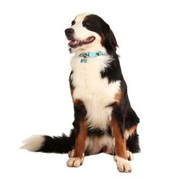 Coleira Tag ID QR Code Savana