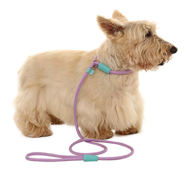 Guia Unificada Corda – Toh