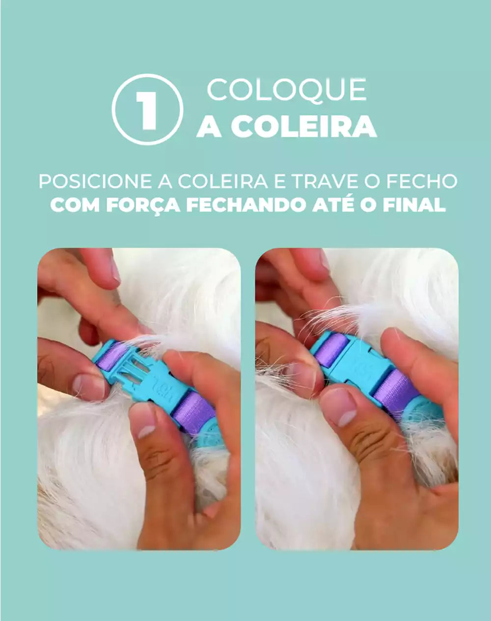 Coleira Cabresto Azul