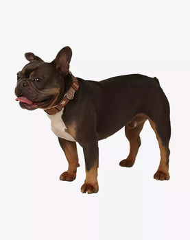 Coleira Avulsa Basic Caqui - Caqui