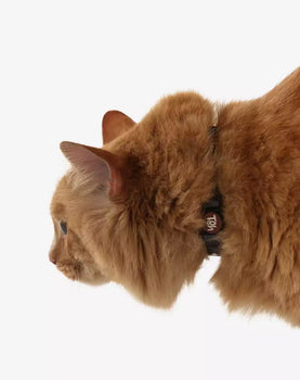 Coleira de Gato Eclipse