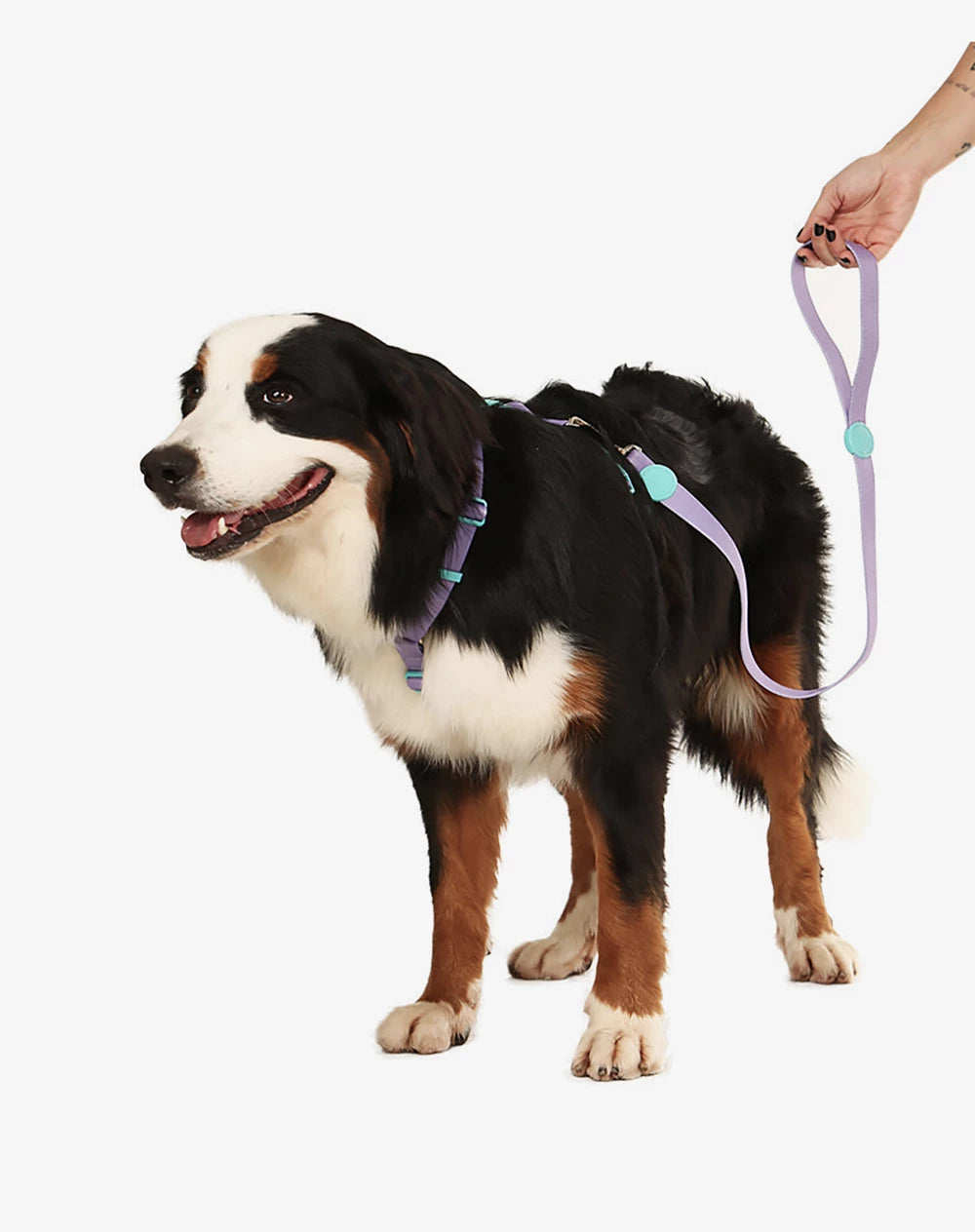 KIT VIAGEM - Conjunto Peitoral H e Guia + Adaptador de cinto Lilás