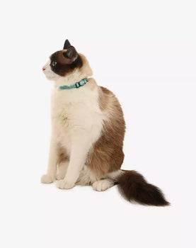 Coleira de Gato Maresia