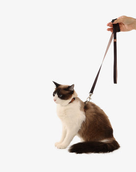Peitoral H de Gato + Guia Preto - Caqui