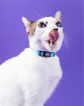 Coleira de Gato Azul