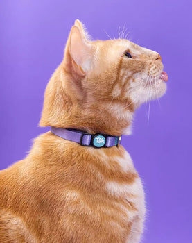 Coleira de Gato Lilás