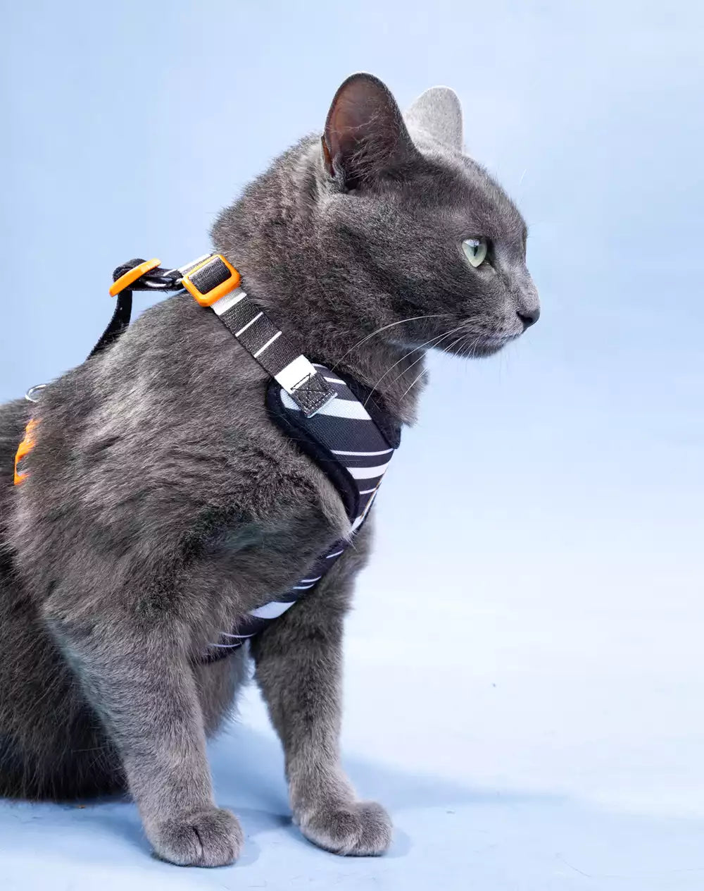 Conjunto Peitoral Neocomfy e Guia para Gatos Eclipse