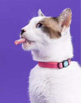 Coleira de Gato Fiji