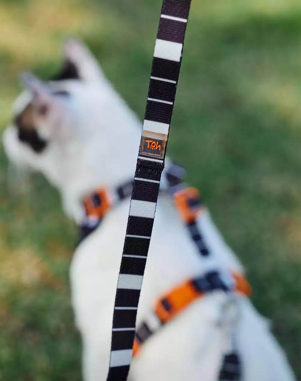 Conjunto Peitoral Neocomfy e Guia para Gatos Eclipse