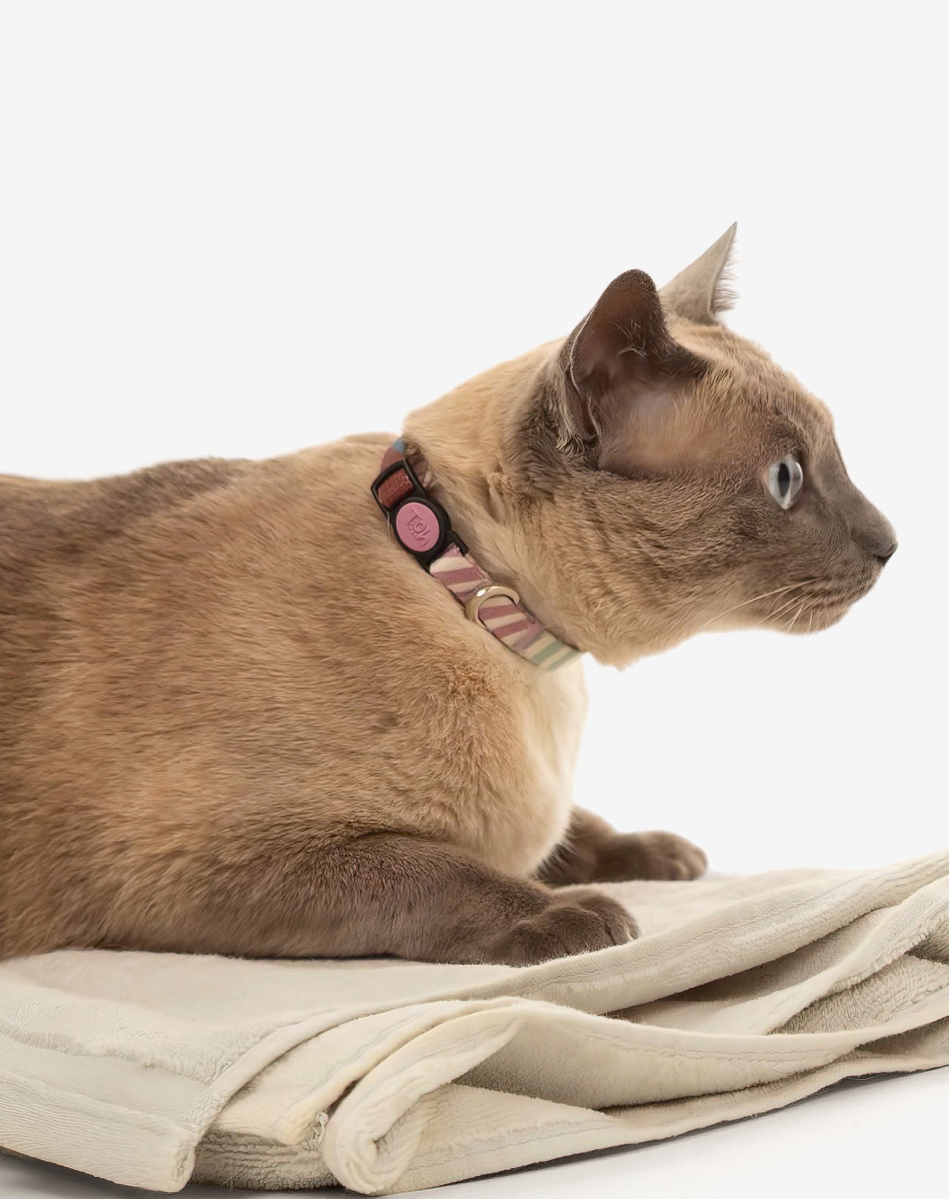 Coleira de Gato Floripa