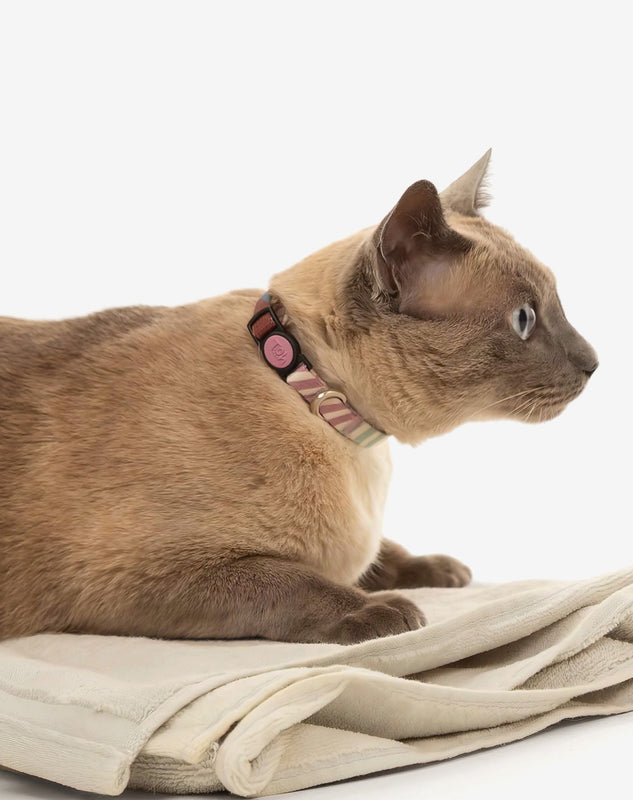 Coleira de Gato Floripa