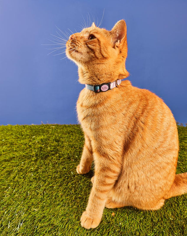 Coleira de Gato Floripa