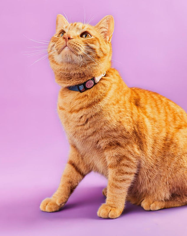 Coleira de Gato Floripa