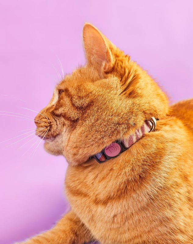 Coleira de Gato Floripa