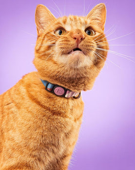 Coleira de Gato Floripa