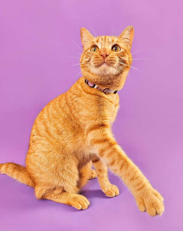 Coleira de Gato Floripa