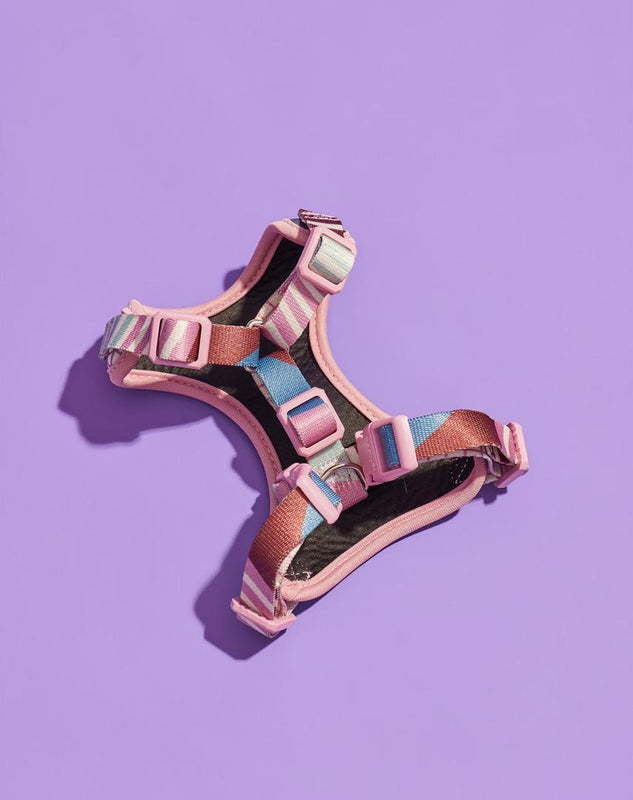 Conjunto Peitoral Neocomfy e Guia para Gatos Floripa
