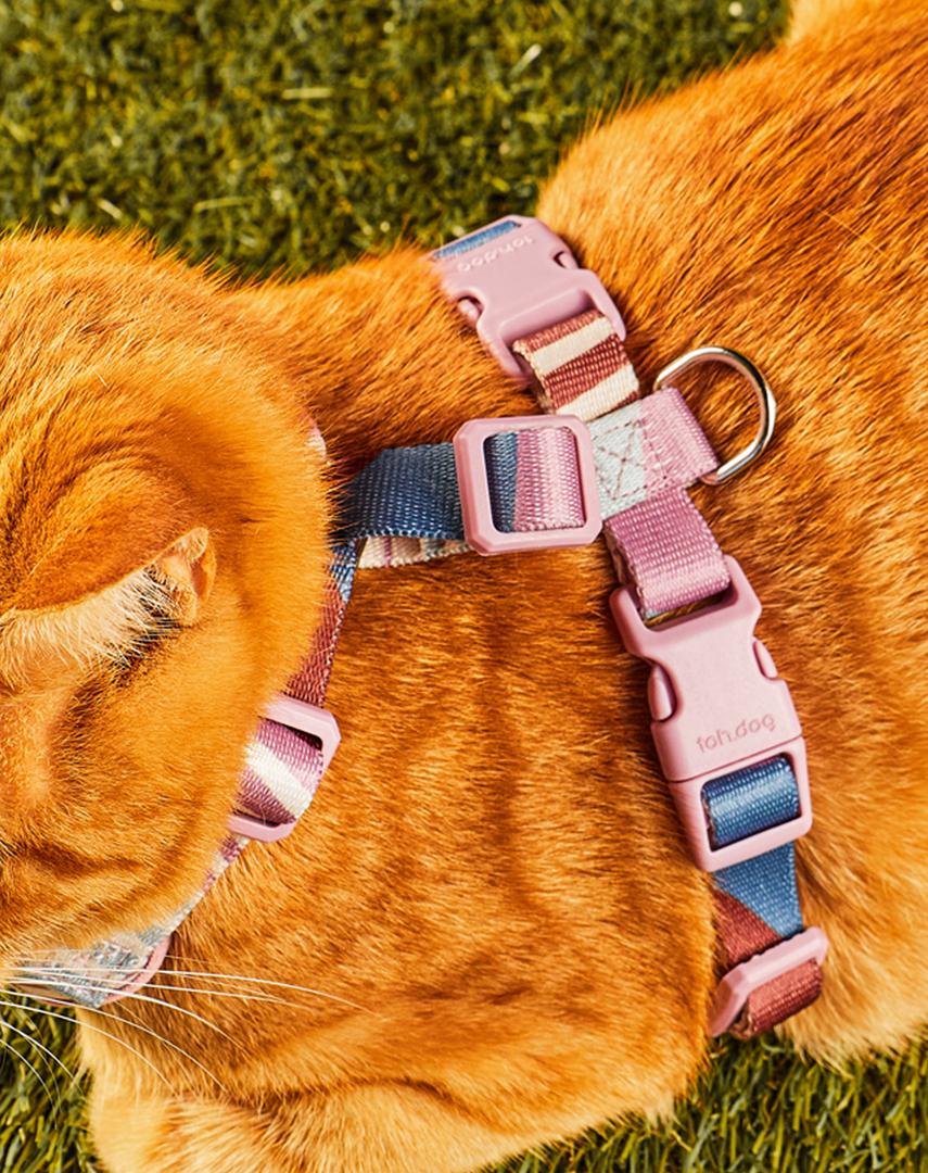Conjunto Peitoral Neocomfy e Guia para Gatos Floripa