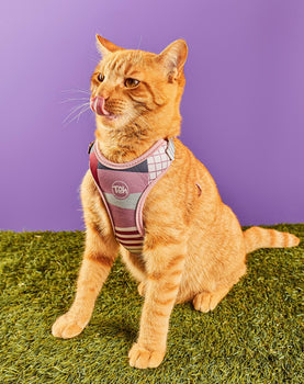 Conjunto Peitoral Neocomfy e Guia para Gatos Floripa