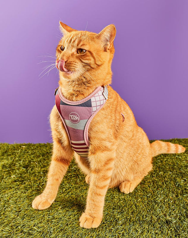 Conjunto Peitoral Neocomfy e Guia para Gatos Floripa