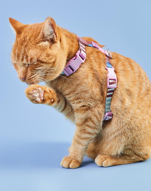 Peitoral H de Gato + Guia Floripa