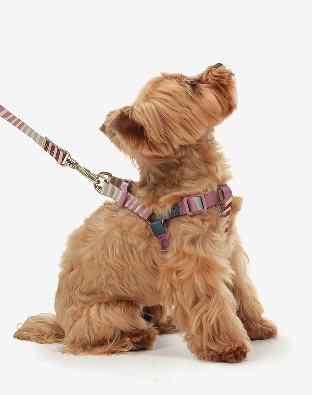 Conjunto Peitoral Step In e Guia Floripa