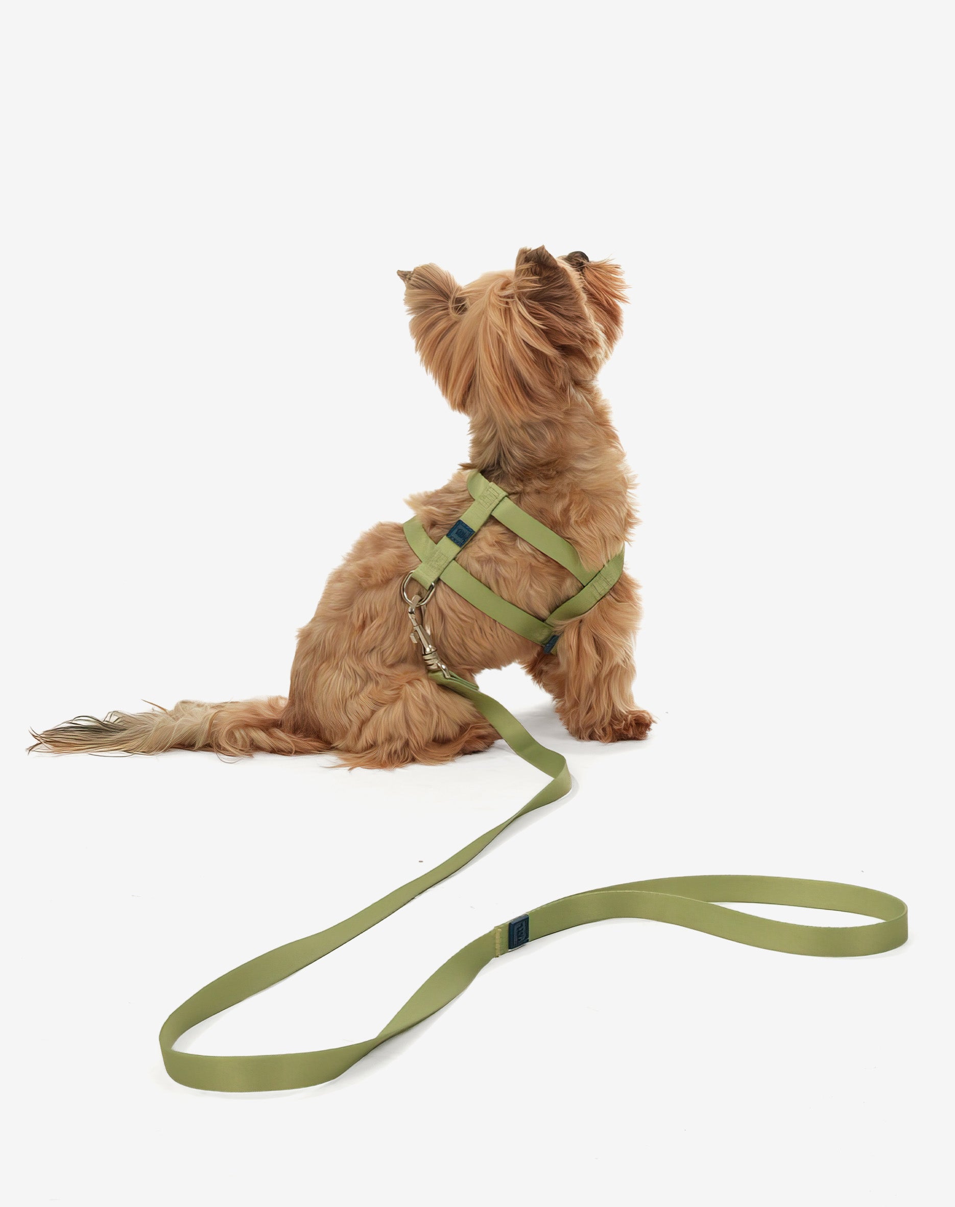 Peitoral Tradicional Basic Lime
