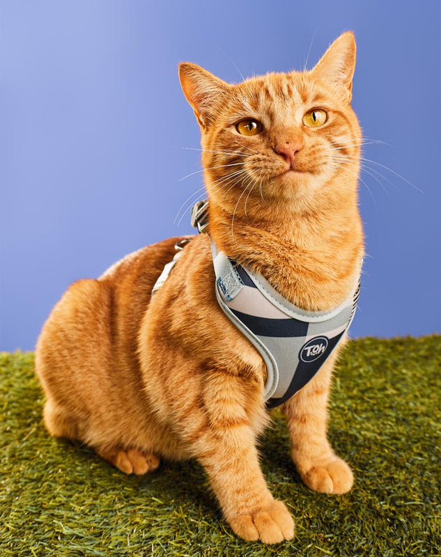 Conjunto Peitoral Neocomfy e Guia para Gatos Paraty
