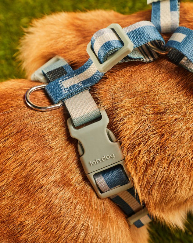 Conjunto Peitoral Neocomfy e Guia para Gatos Paraty