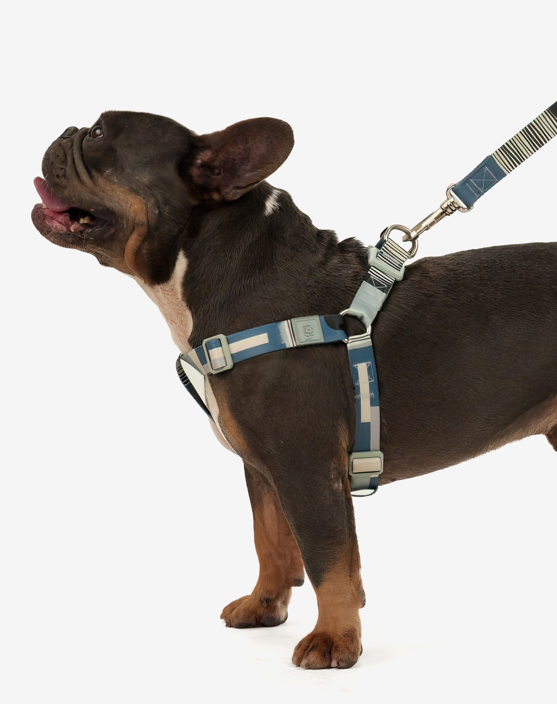 Conjunto Peitoral Step In e Guia Paraty