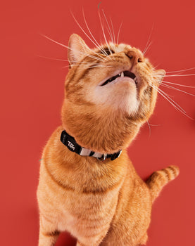 Coleira de Gato Sampa