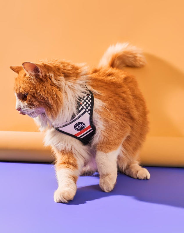 Conjunto Peitoral Neocomfy e Guia para Gatos Sampa