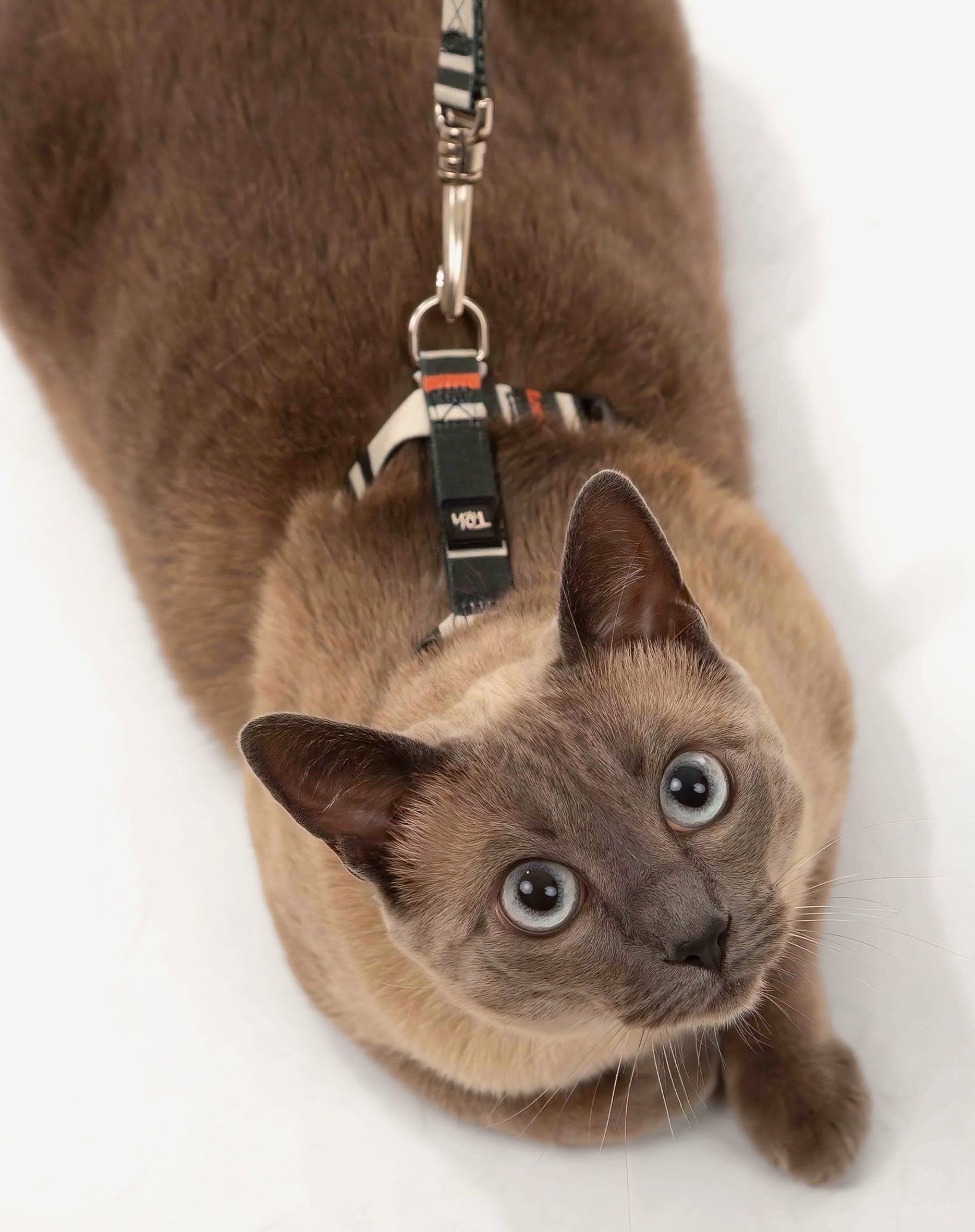 Peitoral H de Gato + Guia Sampa