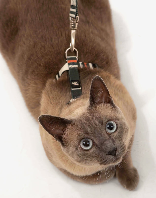 Peitoral H de Gato + Guia Sampa